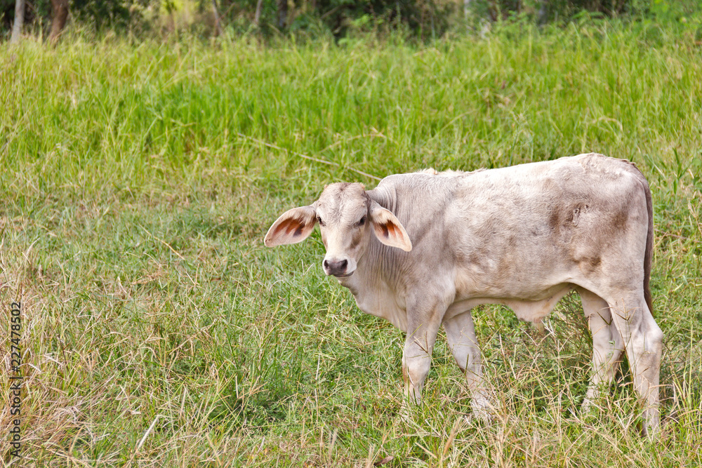 Obraz premium The white bull stood staring, with curiosity in the meadow green.