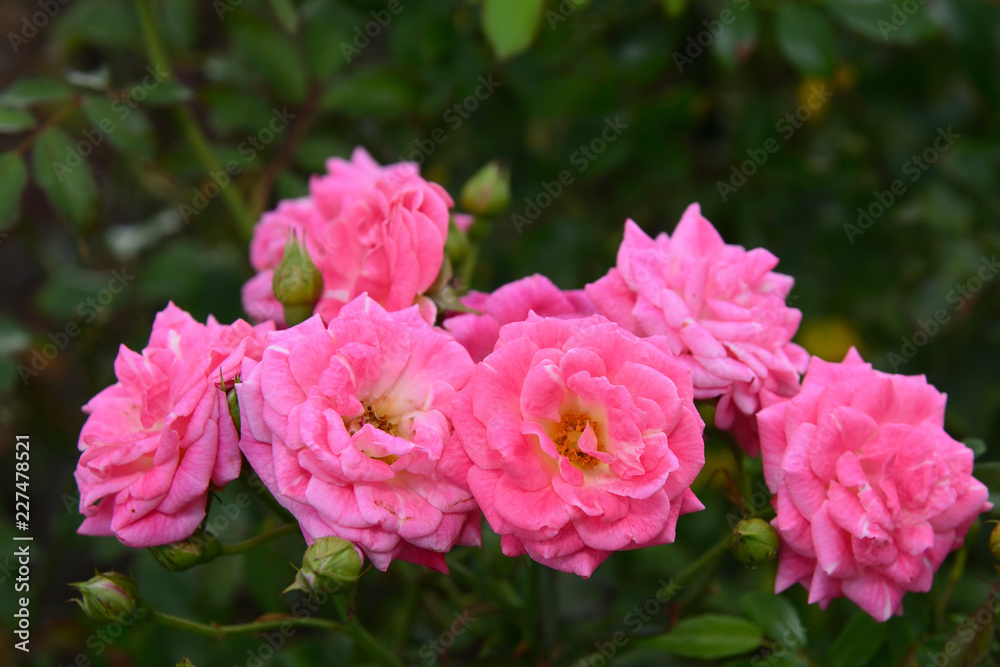 Yokohama flower garden