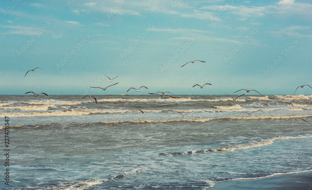 Seagulls flying over the seashore