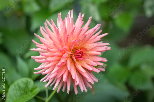 Close-up of Dahlia Preference flower in a garden.