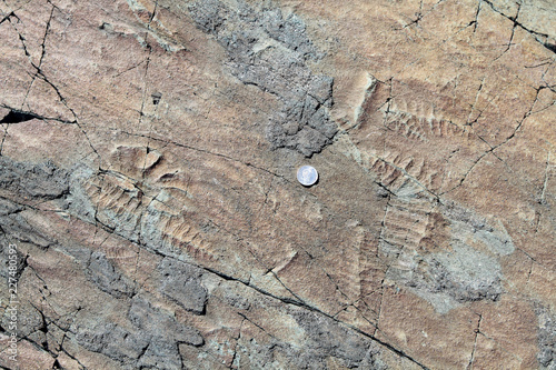 Canvas Print fossils of some of the oldest multicellular life on earth with coin for scale, M
