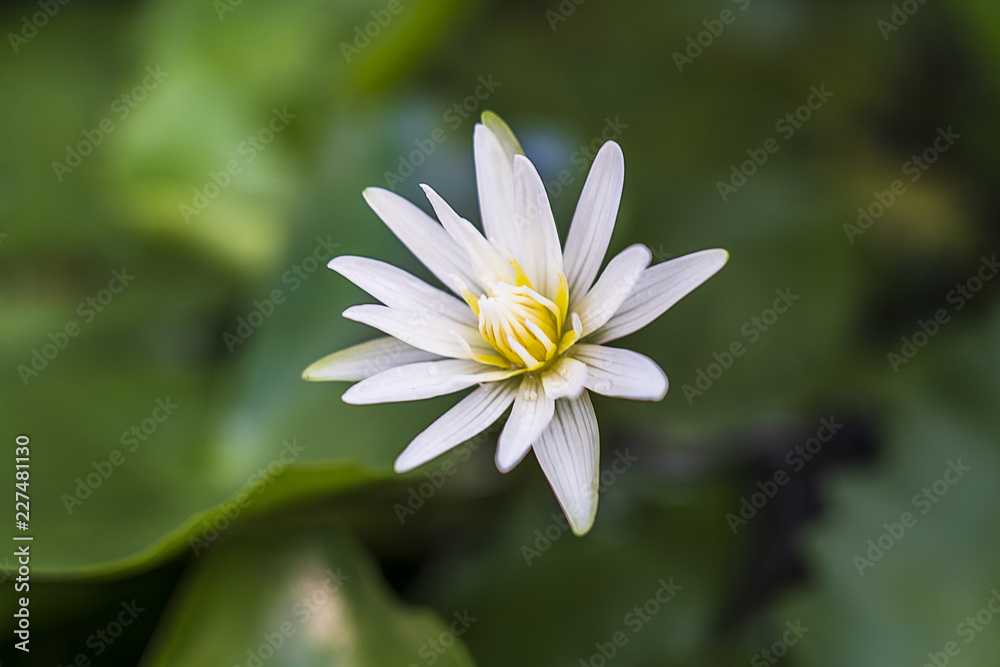 The lotus white flower. The lotus white flower.