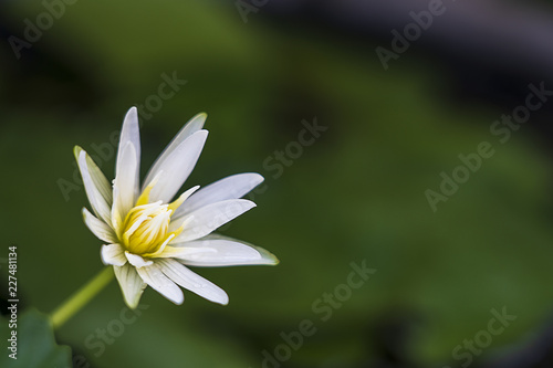 The lotus white flower.