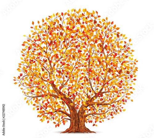 Autumn tree with yellow, orange and red leaves isolated on white background vector illustration
