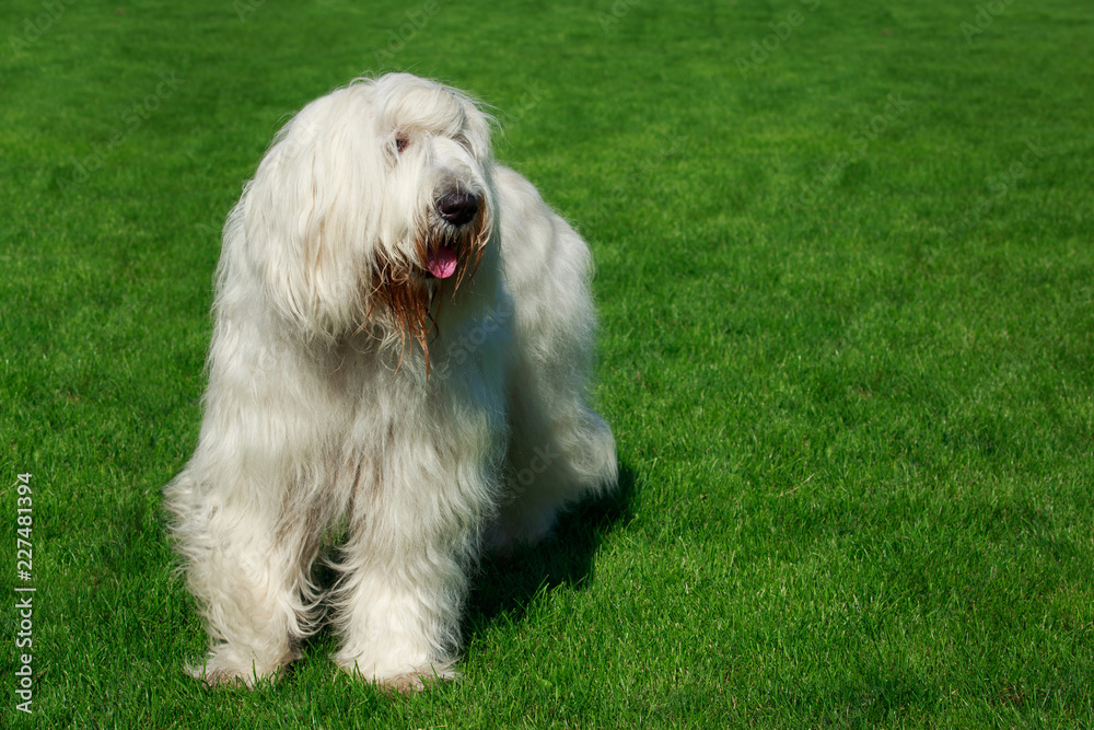 The old English Sheepdog and the South Russian shepherd dog on the lawn.  Adobe RGB Stock Photo - Alamy