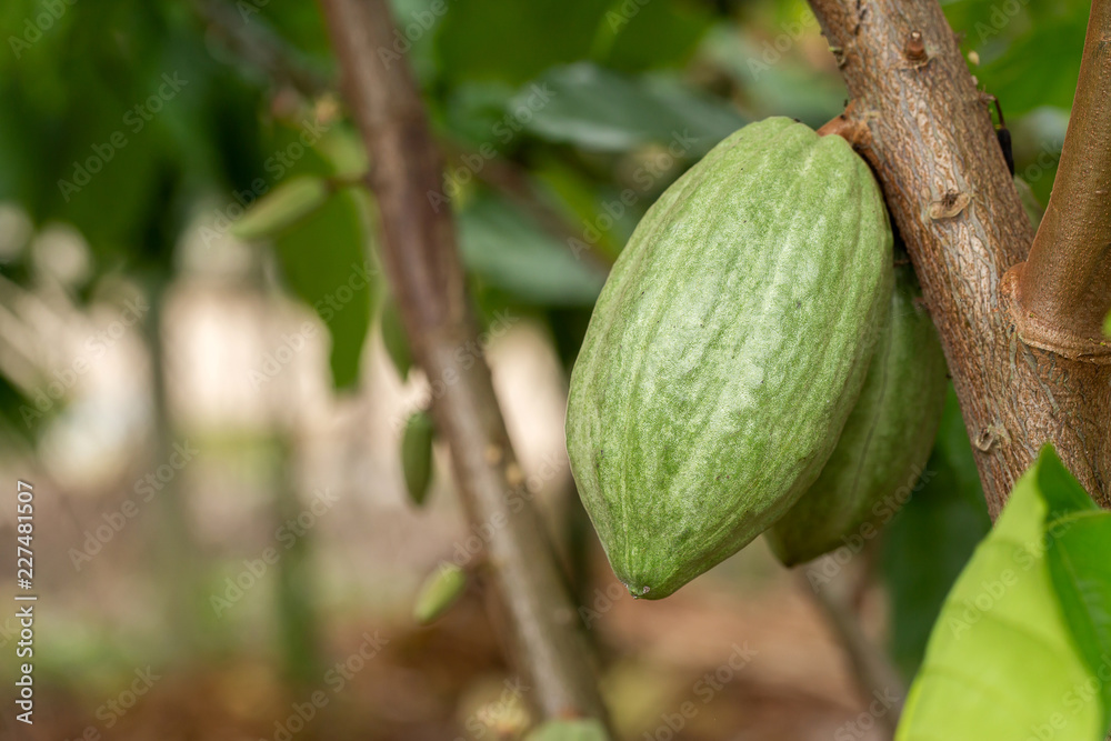 Cacao Tree (Theobroma cacao). Organic cocoa fruit pods in nature.