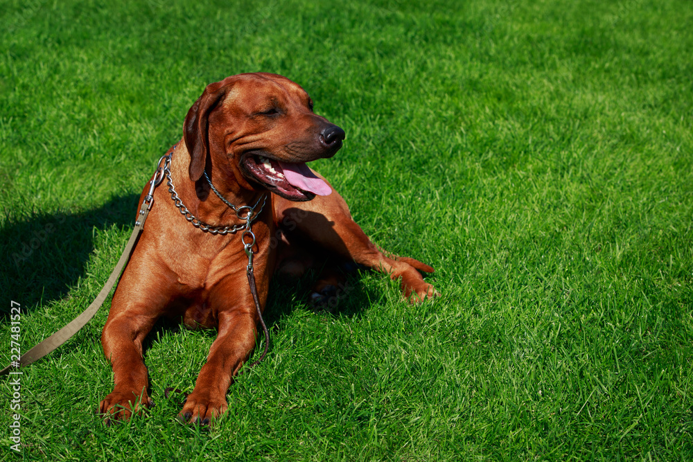 Dog breed Rhodesian Ridgeback Dog breed Rhodesian Ridgeback