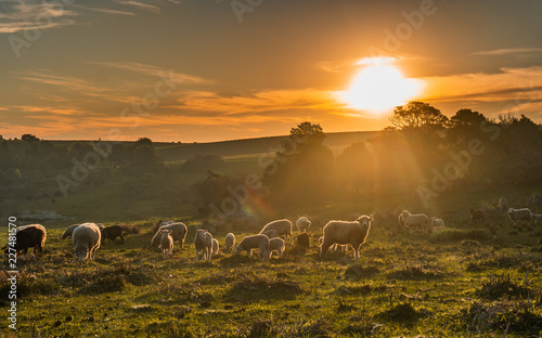 Hermoso atardecer en el campo con ovejas comiendo hierba