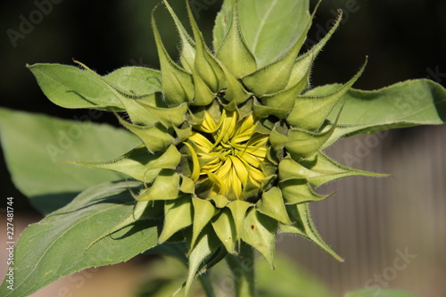 Fototapeta Naklejka Na Ścianę i Meble -  Sonnenblume geschlossen