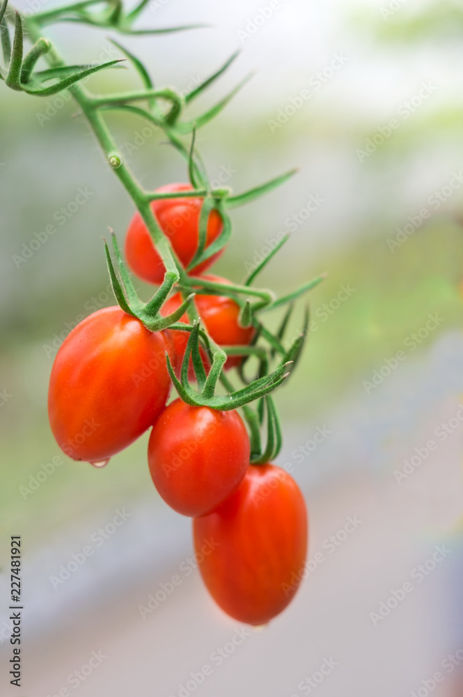 Ripe tomato in vegetable garden.
