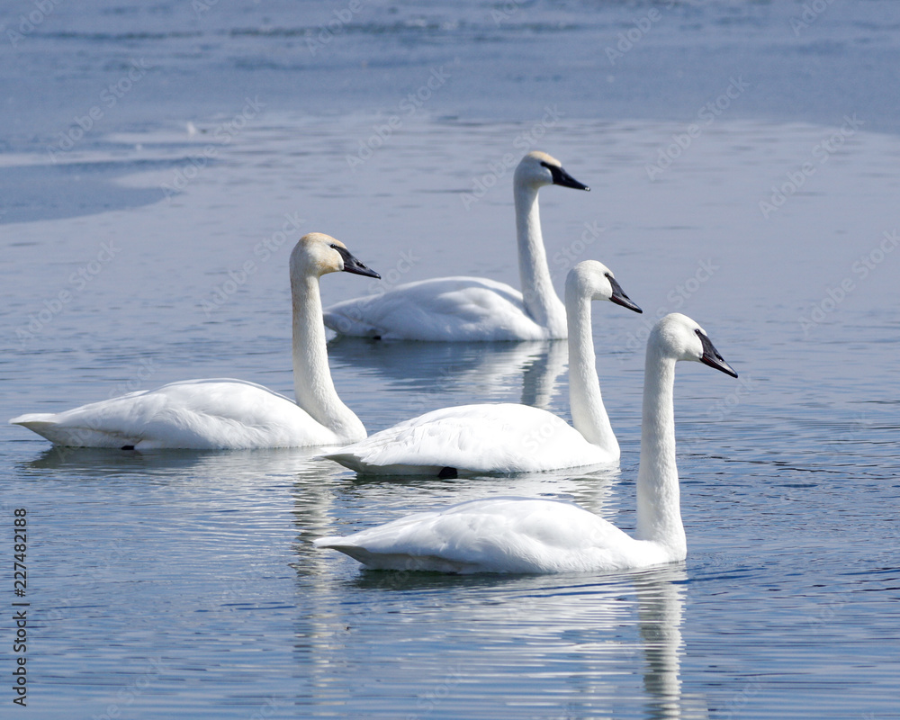 Trumpeter swans