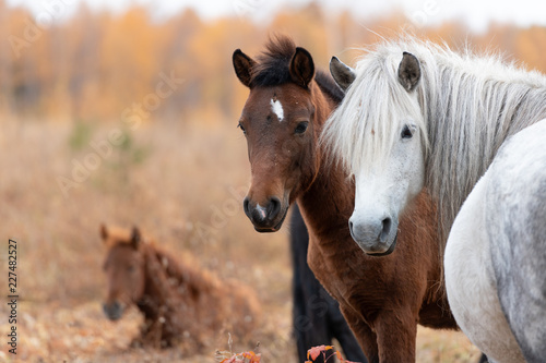 Close up of wild yakutian horse family with lying colt photo