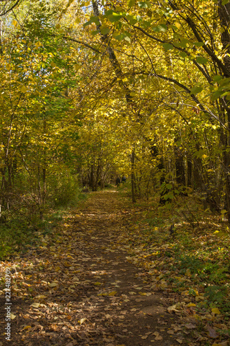 autumn in the forest