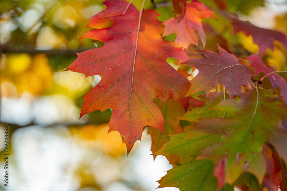 Fototapeta premium Blätter Herbst