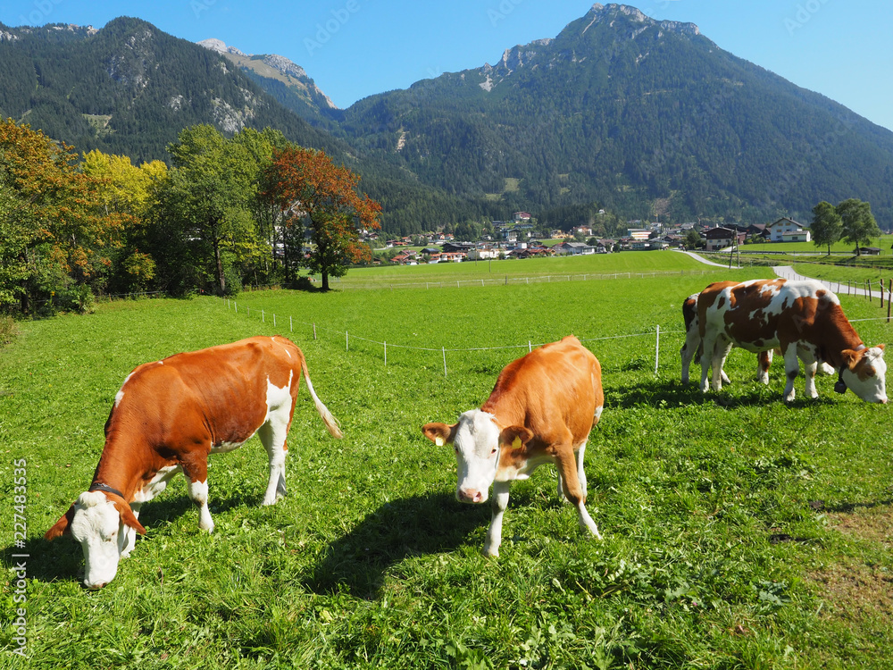 Tirol - Kühe in der Region Achensee Tirol - Kühe in der Region Achensee