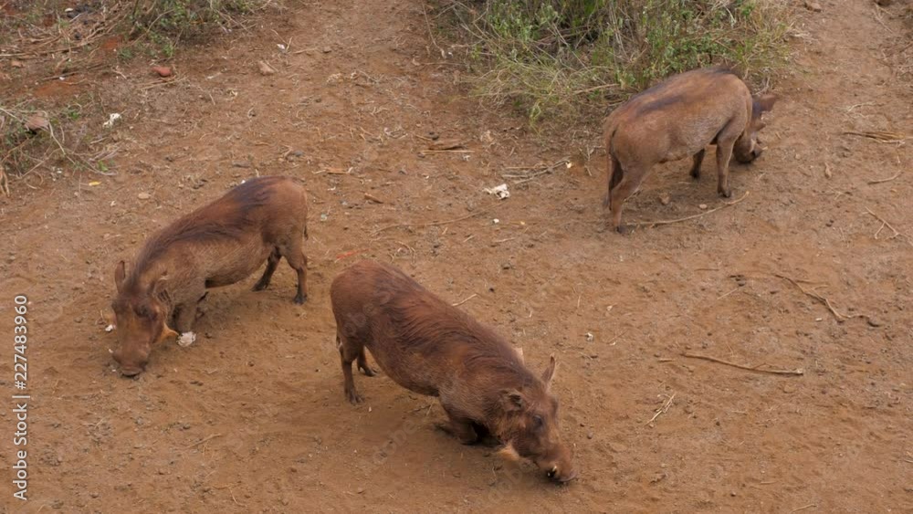 Three Warthogs Searching For The Smell Of Food On The Dusty Red Earth In Africa Three Warthogs Searching For The Smell Of Food On The Dusty Red Earth In Africa