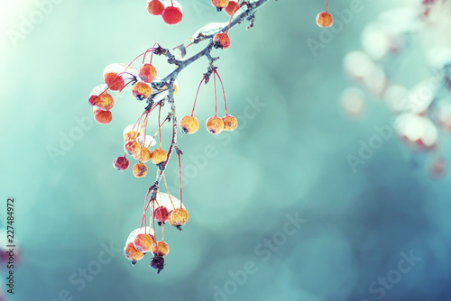 Branches with berries covered with sparkling ice.  Selective focus.
