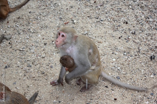 monkey