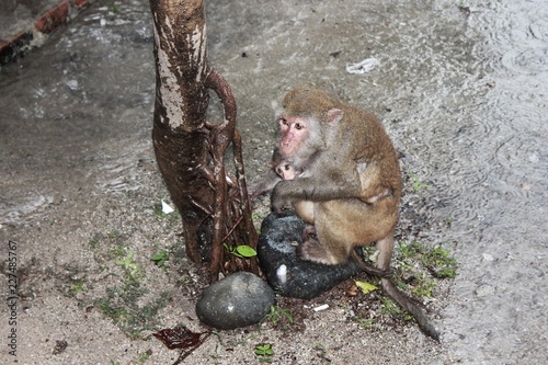 monkey