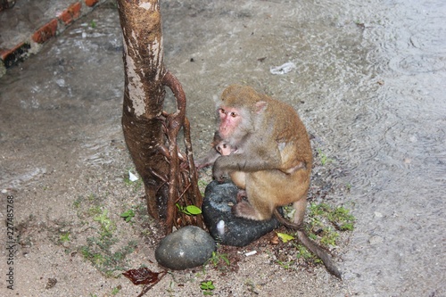 monkey