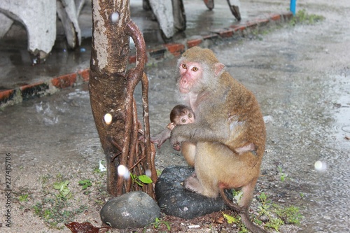 monkey