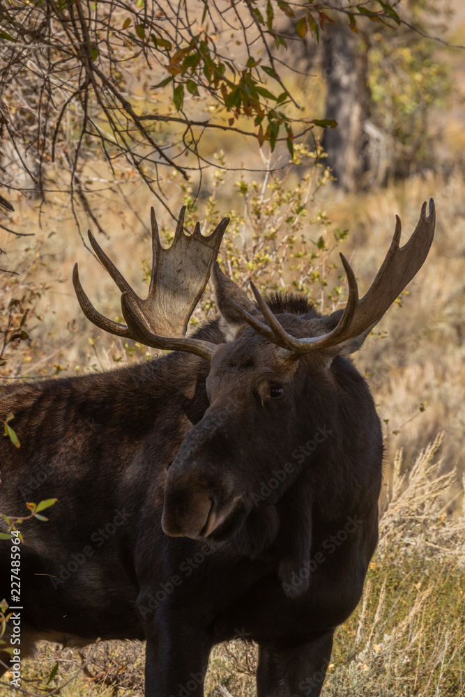 Bull Shiras Moose in Autumn in Wyoming Bull Shiras Moose in Autumn in Wyoming