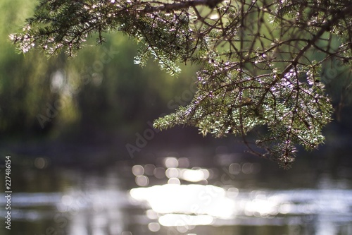  coniferous branch above the water