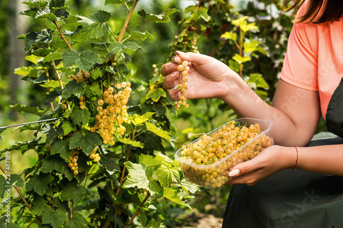 Yellow currant growers engineer working in garden with harvest, woman with box of berries