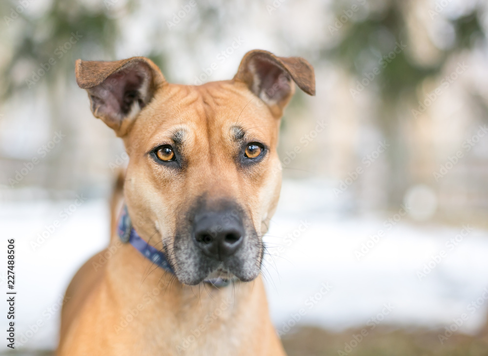 A brown mixed breed dog with floppy ears outdoors with snow in the background