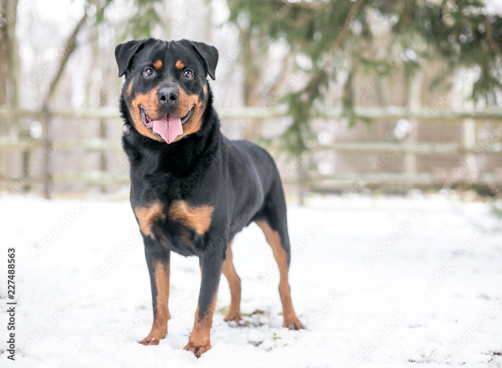 A happy Rottweiler dog standing outdoors in the snow