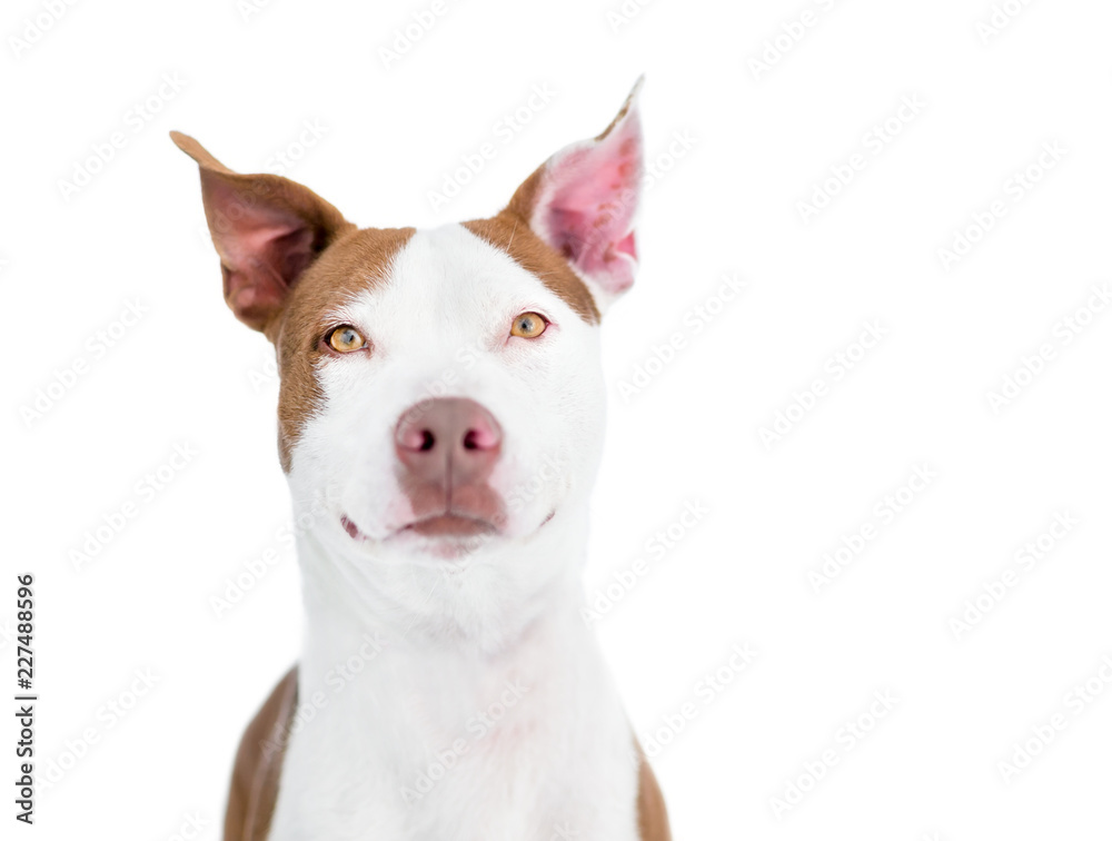 A red and white Pit Bull Terrier mixed breed dog with large ears