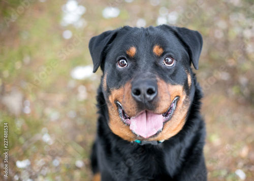 A purebred Rottweiler dog with a happy expression looking up at the camera