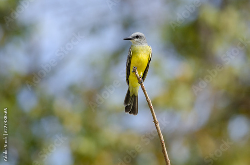 Tropical Kingbird (Tyrannus melancholicus) in Palo Verde National Park, Costa Rica