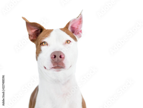 A red and white Pit Bull Terrier mixed breed dog with large ears