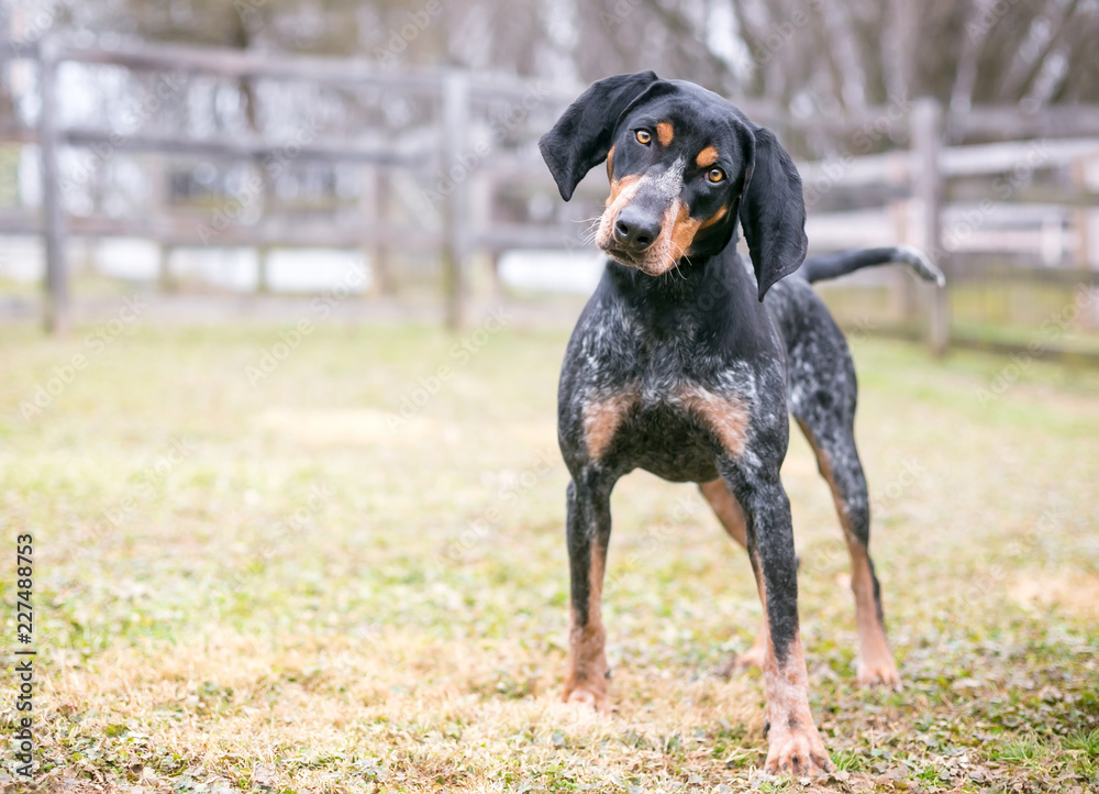 A Bluetick Coonhound dog outdoors listening with a head tilt