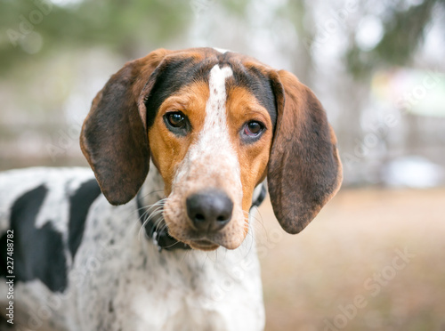 A Treeing Walker Coonhound dog outdoors