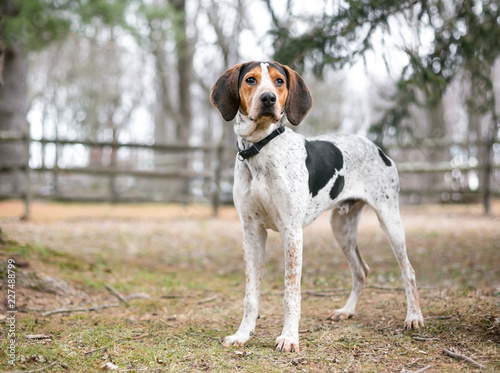 Fototapet A Treeing Walker Coonhound dog outdoors