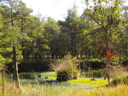 Pietzmoor in der Lüneburger Heide bei Scheverdingen photo