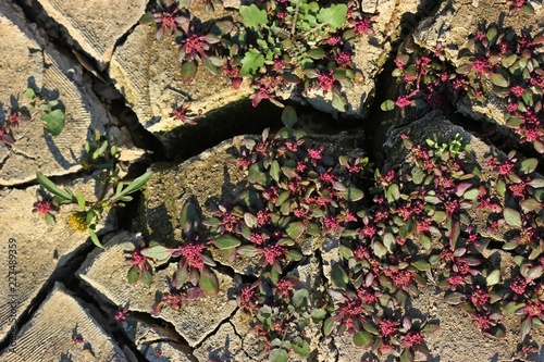 Roter Gänsefuß (Oxybasis rubra) und Strahliger Zweizahn (Bidens radiata) am Ufer des ausgetrockneten Edersees 
 photo