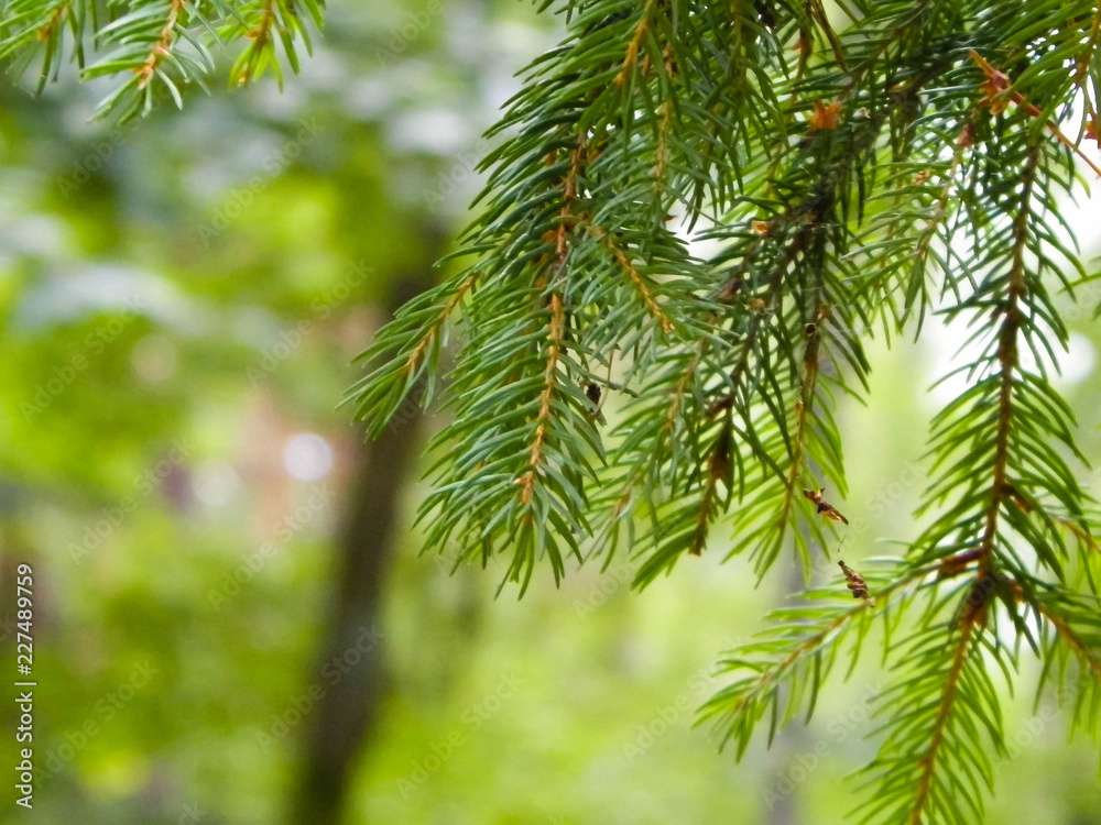 Close up of spruce branch. Close up of spruce branch.