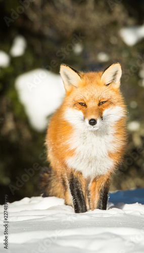 Red fox © Jillian