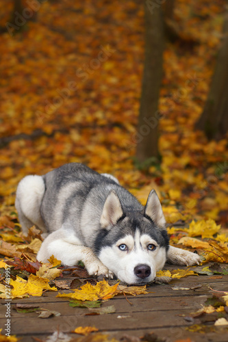 A gray-white husky breed dog with different eyes is lying on a wooden bridge covered with wet fallen leaves for a walk in the autumn park