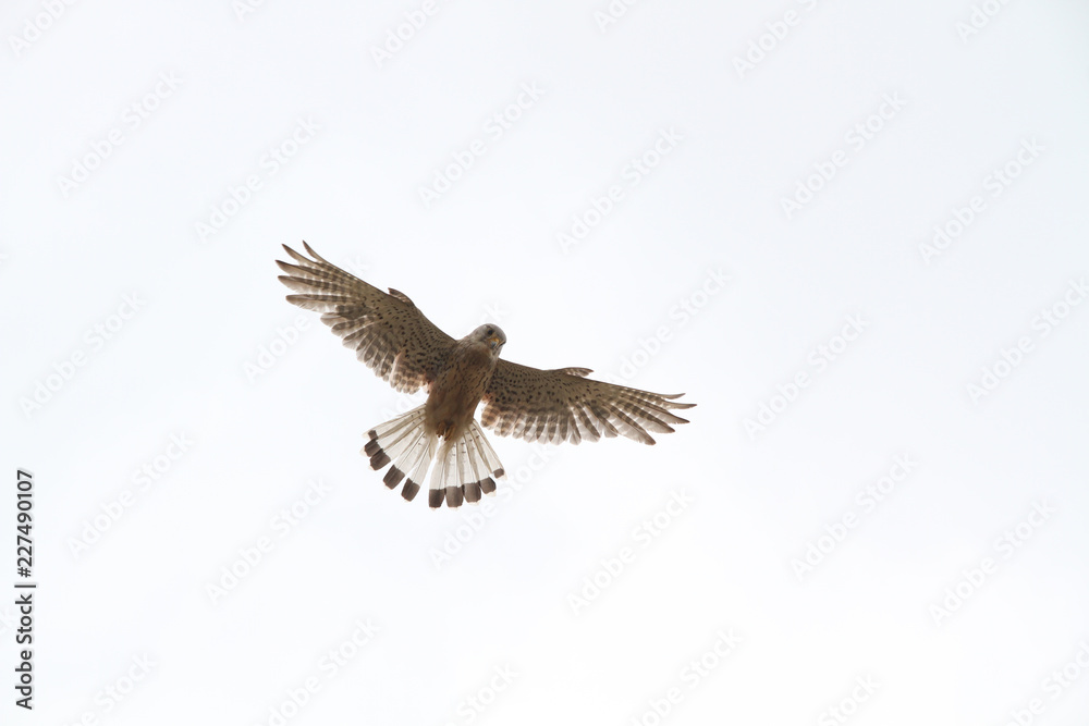 Obraz premium Falke im Rüttelflug