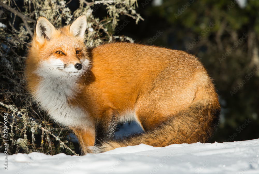 Naklejka premium Red fox