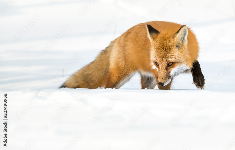 Red fox Red fox