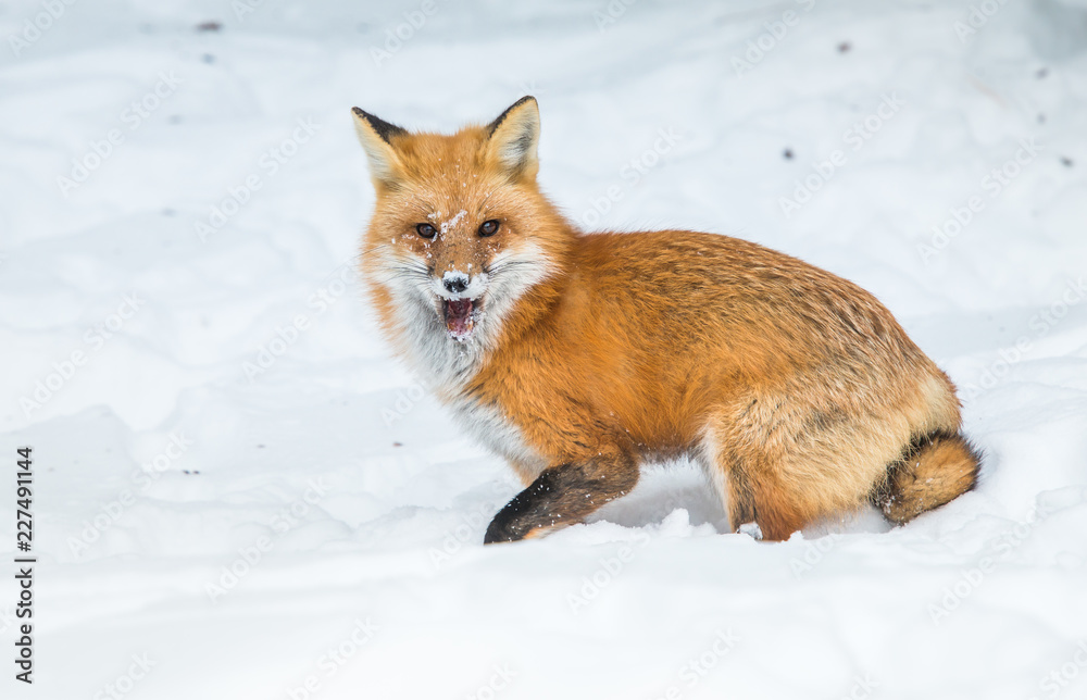 Red fox Red fox