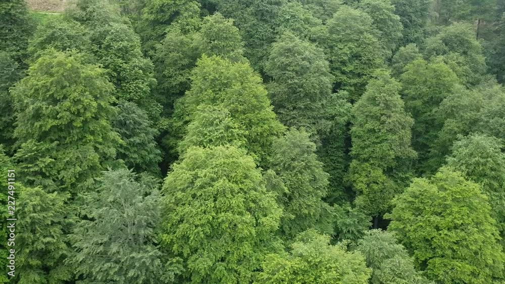 Flight over coniferous forest with thujas Flight over coniferous forest with thujas