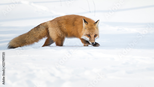 Red fox © Jillian