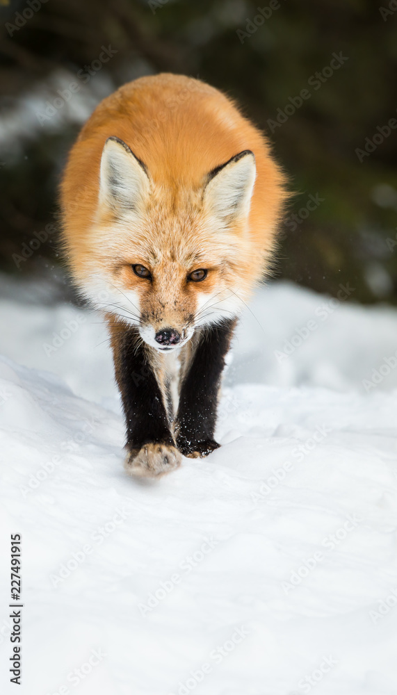 Naklejka premium Red fox