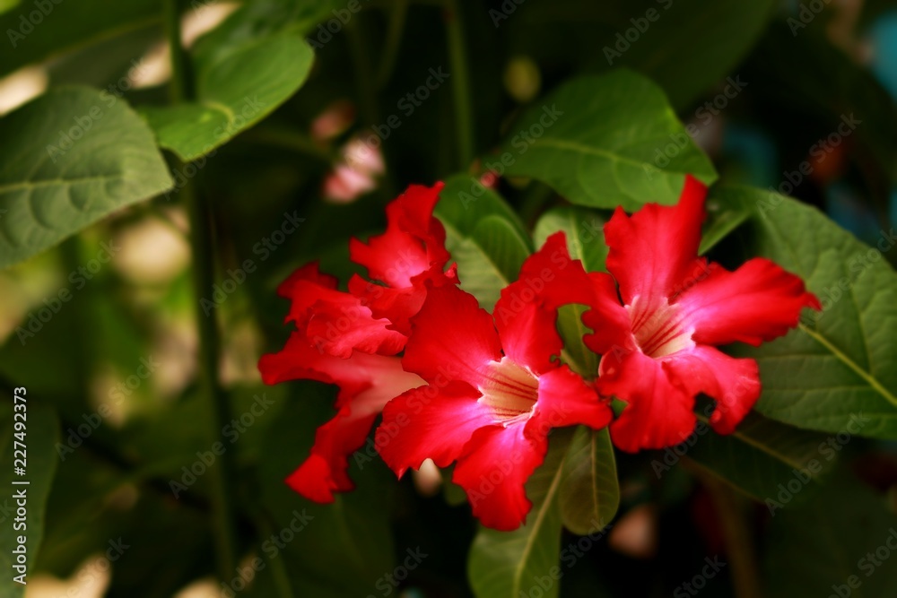 Red flowers (Adenium obesum)